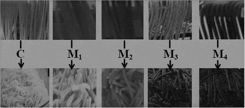 Figure 1. Cooked noodle from control and blended flour.