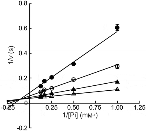 Figure 3. Double reciprocal plots for phosphorolysis of maltose by MalE.Maltose concentrations were 0.5 mM (closed circles), 1.0 mM (open circles), 2.0 mM (closed triangles), and 4.0 mM (open triangles). Values and error bars are average and standard deviation of three independent experiments.