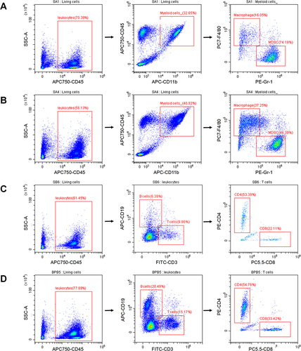 Figure 6 The in vivo immune responses. Populations of macrophages (CD45+/CD11b+/F4/80+) and MDSC (CD45+/CD11b+/Gr-1+) in (A) control group and (B) BCL+US group; Relative changes in B cells (CD45+/CD19+), CD4+T cells(CD45+/CD3+/CD4+) and CD8+T cells (CD45+/CD3+/CD8+) in (C) control group and (D) BCL+US group.