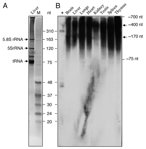 Figure 7. Expression of small RNAs from P1-LINE in adult rat tissues. Expression of small RNA from P1-LINE was examined in eight different tissues of the adult rat by denaturing (12% polyacrylamide+8M urea) gel electrophoresis followed by northern blot hybridization. (A) An ethidium bromide-stained gel of the rat liver RNA shows the 5.8S rRNA (163 nt.), 5S rRNA (120 nt.) and tRNA (75 nt.). (B) Hybridization of the similar gel with 32P-labeled 310 bp P1-LINE DNA probe. Small RNAs of ~700–75 nt. are detected. M = molecular size marker (48–20 nt. oligos).