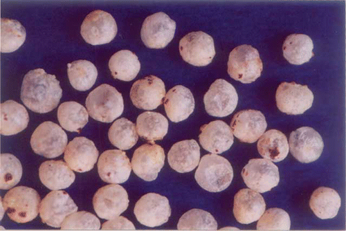 Figure 1 Photograph of expanded finger millet (color figure available online).