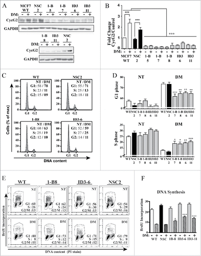 Figure 3. Stable silencing of CycG2 expression attenuates the cell cycle arrest response of MCF7 cells to estrogen withdrawal. (A) Immunoblot of endogenous CycG2 in MCF7 clones expressing CCNG2-targeting shRNAs (1-B and ID3) or a non-silencing control shRNA (NSC) cultured with (+) or without (-) estrogen depletion (DM). Numbers underneath shRNA denominators refer to clone number for the respective stably transfected cell line. (B) One-way ANOVA statistical analysis of CycG2 expression data from > 3 replicate experiments quantified by immunoblotting as in A. (C) Histogram overlays of DNA content in MCF7 control and CycG2 KD clones cultured in E2-depleted (black line, DM days) or normal media (gray area, NT). (D) One-way ANOVA statistical analysis of G1- and S-phase cell cycle distribution of single parameter DNA flow cytometry data analyses similar to that shown in C. (E) Two-parameter flow cytometry analysis of BrdU-labeled DNA in E2-depleted (DM) compared to non-treated (NT) CycG2 KD clones and controls. (F) One-way ANOVA analysis of BrdU incorporation and cell cycle distribution data as shown in E. ***p = < 0.001; **p = < 0.01; *p = < 0.05.