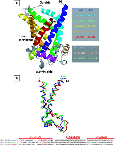 Figure 5.  Panel A: The 3D model of OGC depicted with RasMol. Transmembrane and matrix exposed helices are colour-coded and the limiting residues are highlighted on the right in the same colours. Panel B: Superposition of the three structural repeats of the OGC model. The threefold repeat alignment is shown at the bottom with helical motifs. MCF motifs and conserved glycines are highlighted in red. RMSD of the C-α traces is ≤ 2 Å.