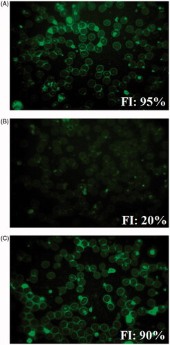 Figure 8. Autofluorescence images of (A) non treated RBCs, (B) RBCs treated with 5 μg mL−1 of original pure chrysin or (C) modified nanochrysin loaded in PLGA-PVA. Percentage of total florescence intensity (FI) for intact cells is indicated.