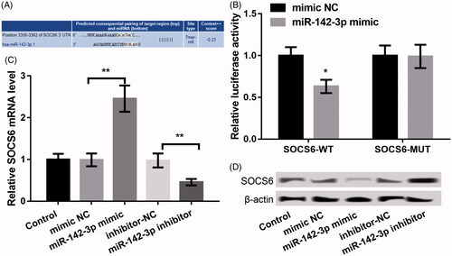 Figure 4. SOCS6 was identified as a target gene of miR-142-3p. (A) The complementary pairing sequence between miR-142-3p and SOCS6. (B) Luciferase reporter assay displaying the luciferase activity of SOCS6-WT and SOCS6-MUT after cotransfection with miR-142-3p mimic or mimic NC. (C–D) qPCR and western blot showing the mRNA and protein expression of SOCS6 after transfection with miR-142-3p mimic, miR-142-3p inhibitor and the corresponding controls, respectively. The experiments were performed three times and data are expressed in terms of mean ± SD. *p < .05, and **p < .01 compared with the corresponding controls.