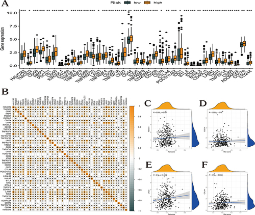 Figure 6 Correlational analysis of risk score with 46 GC common immune checkpoint genes. (A) Differential expression of the 46 immune checkpoint genes between high- and low-risk score groups. (B) Correlation of risk score with 46 immune checkpoint genes in GC. (C–F) Correlation of risk score with the expression of PDCD1, CD274, LAG3, and CTLA4 in TCGA-GC dataset. (*p < 0.05; **p <0.01; ***p < 0.001).