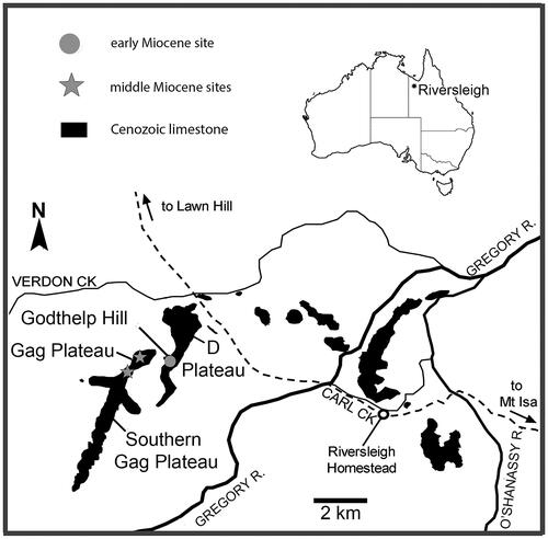 Figure 1. Location of the Riversleigh World Heritage Area, northwestern Queensland, and localities where Archerus johntoniae has been recovered (modified from Myers et al. Citation2017).