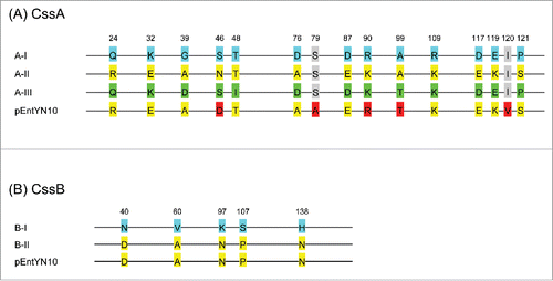 Figure 5. Sequence variation of CssA and CssB subunit of CS6. (A) CssA. Blue labels are referential amino acids for the type AI, yellow for type AII, and green for type AIII. Red labels differ from the reference amino acids. (B) CssB. Blue labels are referential amino acids for type BI, and yellow labels are for the type BII. Numbers refer to amino acid residues of the reference sequences.