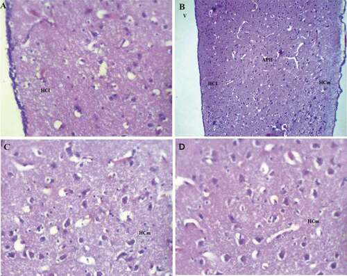 Figure 5. Photomicrograph of the hippocampal complex of Columba livia stained by hematoxylin and eosin showing the organization and distribution in all of the hippocampus as all types of neurons like multipolar, pyramidal, pyramidal-like, and other types of neurons were found distributed (a) lateral hippocampus, (b) rostral hippocampus, (c), (d) medial hippocampus. Bar: A = 100 µm, B = 200 µm, C-D = 50 µm