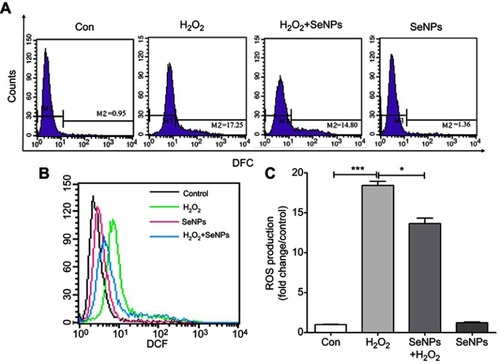 Figure 3 SeNPs inhibit H2O2-induced ROS production. (A) Intracellular ROS were detected by flow cytometry with DCFH-DA staining. (B) Comparative analysis of ROS production. (C) Quantitative analysis of the cellular ROS levels (fold change/control). All data were presented as mean ± S.E.M of three separate experiments. *P<0.05, ***P<0.001.Abbreviations: Con, control; DFC, 2',7'-dichlorofluorescein; SeNPs, selenium nanoparticles; H2O2, hydrogen peroxide; DCFH-DA, 2ʹ,7ʹ-dichlorodihydrofluorescein diacetate; SEM, standard error of mean.