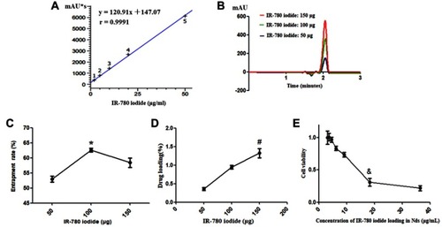Figure 2 Exploration of the appropriate loading amount and biocompatibility of IR-780 iodide in Nds-IR780. (A) The standard curve of IR-780 iodide. (B) The signal intensity of Nds-IR780 with different amounts of IR-780 iodide added at 780 nm by HPLC. (C) The ER of IR-780 iodide in Nds-IR780 with different amounts added. *P<0.05 compared with the ER in the 50 μg added group. (D) The DL of IR-780 iodide in Nds-IR780 with different amounts added. #P<0.05 compared with the DL in the 50 μg added group. (E) The biocompatibility of IR-780 iodide in Nds-IR780. &P<0.05 compared with the cell viability of Nds-IR780 diluted 60 times.