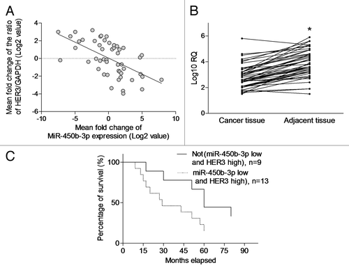 Figure 5. The clinical significance of miR-450b-3p and HER3 expression. (A) The miR-450b-3p and HER3 expression in the tumor from 50 breast cancer patients was detected using q-PCR. HER3 expression was normalized to GAPDH. miR-450b-3p expression was normalized to 18S RNA. Data were transformed as log2 of relative quantity (RQ). (B) The miR-450b-3p in the tumor and paired adjacent non-tumorous tissues from 50 breast cancer patients was detected using q-PCR. The results were normalized to 18S RNA. Data were transformed as log10 of relative quantity. *, significantly different compared with adjacent non-tumorous tissues. (C) Kaplan–Meier curve was used to evaluate survival rate difference in the patients with or without more than 2-fold upregulated HER3 and 2-fold downregulated miR-450b-3p expression.