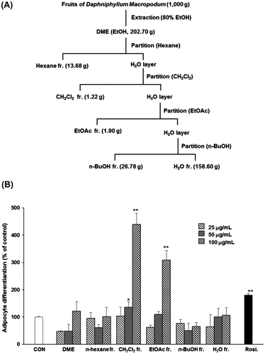 Fig. 1. Effects of crude extract (DME) and solvent fractions on the differentiation of 3T3-L1 preadipocytes.Notes: (A) Extraction scheme for determining the anti-diabetic properties of DME. (B) Activity-guided fractionation of DME by assessment of the differentiation of 3T3-L1 preadipocytes as the outcome measure (A and B). All values are represented as the means ± SEM (n = 3). *p < 0.05, **p < 0.01, compared to control. Rosi., rosiglitazone (0.1 μM).