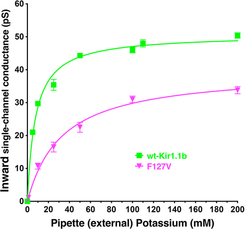 Figure 5. F127V has a lower single channel inward conductance than wild-type Kir1.1b at all external K concentrations. Data were obtained under steady state conditions in cell-attached patches at different pipette K concentrations without Ca or Mg. Oocytes were K-depolarized by 100 mM bath [K], and inward conductances were computed from linear fits of the i-v data acquired between −20 mV and −200 mV.