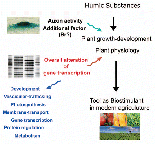 Figure 7 Schematic representation of impact of humic substances on plant biology.
