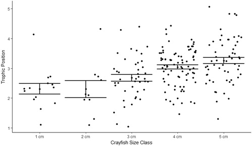 Figure 9. TPs for all northern crayfish (n = 208) analyzed for δ15N from Buffalo Lake in 2017. Error bars represent standard error of mean TP per 1 cm CL size class. Adopting the method from Kopanke (Citation2012), crayfish TP was calculated by taking the average δ15N value for each crayfish size class and subtracting the average δ15N value for all littoral prey items and normalized by the δ15N fractionation factor for northern crayfish, 2.2‰, plus the anticipated number of trophic levels crayfish occupy above primary producers, 2. Although the SIMMR model and polynomial regression indicate an ontogenetic diet and trophic shift among this crayfish population this plot shows the variable TP occupied for each crayfish size class and illustrates the highly plastic feeding behavior crayfish can utilize throughout their life history in Buffalo Lake.