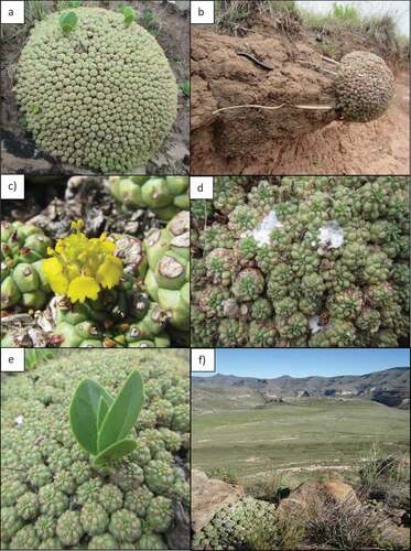 Figure A1. (a) A Euphorbia clavarioides cushion; (b) E. clavarioides growing on an eroded bank with parts of its root system exposed; (c) a flower of E. clavarioides; (d) milky latex exuding from damaged stems; (e) Senecio rhomboideus rooted within an E. clavarioides cushion; (f) E. clavarioides growing in a rocky crevice