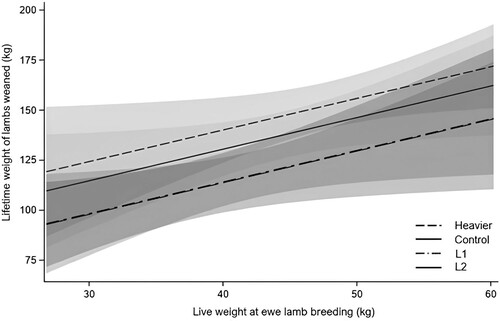 Figure 4. Lifetime weight of lambs weaned of ewes in Heavier (n = 135), Control (n = 135), L1 (n = 135) and L2 (n = 88) treatments in relation to their live weight at breeding as a ewe lamb (d209). The predictions of L1 and L2 treatments are similar. Predictions and 95% confidence intervals shown in grey. Heavier: ewes born as twins to mixed-age ewes and grown to 48 kg by d209; Control: ewes born as twins to mixed-age ewes and grown to 44 kg by d209; L1: ewes born to ewe lambs as singletons; L2: ewes born to ewe lambs as twins; performance from all ewes were included regardless of whether they died or were removed from the study prior to d1882.