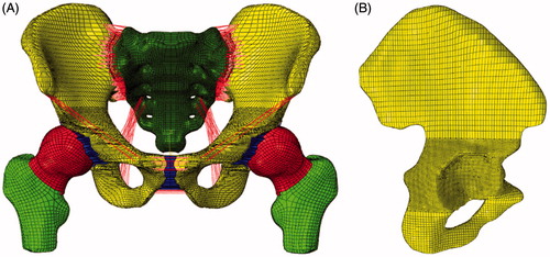 Figure 1. Finite element model of the pelvis. (A) Whole pelvic model, (B) iliac bone.