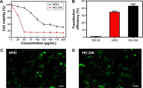 Figure 5 Cytotoxicity and transfection efficiency of HPEI nanoparticles.Notes: (A) SKOV3 cells were treated with PEI 25K or HPEI in various concentrations for 48 hours, cell viability was measured by MTT assay. (B) The transfection efficiency of PEI 2K, HPEI, or PEI 25K was determined by flow cytometry, respectively. pGFP was used as a report gene. (C) Fluorescent image of SKOV3 cells transfected by pGFP–HPEI. Scale bar, 100 μm. (D) Fluorescent image of SKOV3 cells transfected by pGFP–PEI 25K. Scale bar, 100 μm. All data were representative of three independent experiments.Abbreviations: HPEI, heparin–polyethyleneimine; PEI 2K, polyethyleneimine (molecular weight 2,000); PEI 25K, polyethyleneimine (molecular weight 25,000).