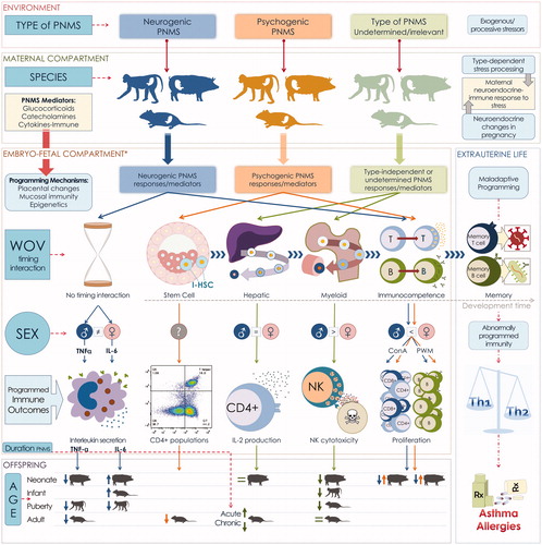 Figure 2. Summary of the results of this analytical review, showing the influence of the different prenatal maternal stress (PNMS) factors (type, window of vulnerability [WOV], and duration of the prenatal stressor; and the species, sex and age at assessment of the offspring), their interactions and the resulting programming changes occurring in different immune parameters in the offspring. The figure is divided into five different compartments to organize the sequence and localization of these events: Environment, Maternal compartment, Embryo-fetal compartment, Offspring and Extrauterine life. Box A, Environment: Different types of stressors arising from the environment affect pregnant animals. Box B, Maternal compartment: Depending on the type of stressor, the pregnant animal’s nervous system differentially processes these noxious stimuli and induces a distinctive neuroendocrine response. This response is modulated by the changes induced by pregnancy on the neuroendocrine-immune response mechanisms. Box C, Embryo-fetal compartment: These PNMS type-specific mediators then directly or indirectly (e.g. through placental changes) reach the developing immune system. Influences arising from these types of PNMS and their interactions with other factors can be tracked by following the corresponding color-coded arrows: Blue: neurogenic, Orange: psychogenic, Green: type of stress not determined, or irrelevant. Influence of the different types of PNMS (through its mediators) depends on: Window of vulnerability (WOV; the developmental stage) at which the exposure occurs, or not: No timing interaction; on any sex-specific susceptibility of the developing offspring and on the extent (Duration PNMS) of the PNMS exposure. Analysis of resulting interaction of these factors showed some specific combinations can program a particular immune outcome in the offspring. Box D, Offspring compartment: During postnatal life, age of offspring when assessed influenced expression of some immune outcomes; these ages (neonate, infant, puberty and adult) are displayed by species. Most effects were detrimental, but depending on the offspring’s age or the PNMS duration (Acute or Chronic) some immune parameters were enhanced, as indicated by symbols left of the animal icon (small arrows: ↑, increase, ↓, decrease; =: no effect). Box E, Extrauterine life. Overall PNMS could result in maladaptive programming of immune function, and disease, as PNMS increases production of Th2 relative to Th1 cytokines, dampening cellular immunity. Asthma and other allergies can result. Box C shows seven immune outcomes: changes in TNFα, IL-6 and IL-2 production, CD4+ populations, NK cytotoxicity and mitogen-induced proliferation, e.g. in Box A psychogenic PNMS induces specific PNMS mediators (thick orange arrow Box B to Box C); psychogenic PNMS during the Stem cell WOV programs (thin orange arrow) CD4 (T-helper) lymphocyte populations (see flow cytometry plot#) regardless of the sex of the developing offspring; the effect was documented in adult offspring (Box D) and was detrimental (small orange arrow) (Götz & Stefanski, Citation2007; Götz et al., Citation2007). More details are in in Supplementary Table 1. #CD3-CD4 flow cytometry plot for the detection of CD4+ T cells; these cells have high levels CD3 and CD4 surface markers (x and y axis, respectively), and CD4+ T cells are in the top right quadrant (positive for CD3 and CD4). Abbreviations: CD: Cluster of differentiation; CD4+: CD4 positive cell (T helper lymphocyte); ConA: Concanavalin A; I-HSC: immune hematopoietic stem cells; IL-2: interleukin 2; IL-6: interleukin 6; NK: natural killer cell; PNMS: prenatal maternal stress; PWM: pokeweed mitogen; Rx: prescription medicine; Th1: T helper 1; Th2: T helper 2; TNF-α: Tumor necrosis factor-alpha; WOV: Window of vulnerability. NOTE: *The Myeloid and Immunocompetence WOVs occur during extrauterine life in murines.