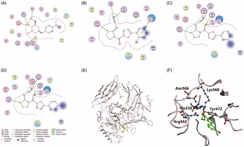 Figure 5. Ligand interactions of (A) PNPG, (B) compound 1, (C) compound 2 and (D) compound 3 with EcGUS. (E) Stereo diagram of PNPG combined with compound 2 in the active site of EcGUS. (F) Binding mode of compound 2 in the active site of EcGUS.