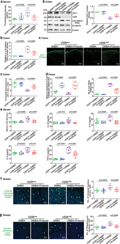 Figure 8. Probiotic-treated VDRΔIEC mice had decreased intestinal permeability, increased intestinal ZO-1 expression, and corrected dysbiosis and were protected against increased inflammation. (a) Intestinal permeability decreased in VDRΔIEC mice treated with probiotics. Data are expressed as the mean ± SD. N = 5, one-way ANOVA. (b) ZO-1 expression increased in the intestine of VDRΔIEC mice with probiotic treatment. Colonic p-β-catenin (552) expression decreased in the VDRΔIEC mice with probiotic treatment. Data are expressed as the mean ± SD. N = 4, one-way ANOVA. (c) ZO-1 expression increased in VDRΔIEC mice treated with probiotics, as shown by immunofluorescence staining. Images are from a single experiment and are representative of 6 mice per group. Data are expressed as the mean ± SD. N = 6, one-way ANOVA. (d) Probiotic treatment increased butyryl-CoA transferase genes and decreased E. coli in VDRΔIEC mice. Data are expressed as the mean ± SD. N = 4, one-way ANOVA. (e) Probiotic treatment protected against increased inflammation in VDRΔIEC mice. Serum LPS, IL-1β, IL-5, IL-6, and TNF-α were significantly lower in VDRΔIEC mice treated with probiotics. Data are expressed as the mean ± SD. N = 5–6, one-way ANOVA. All p values are shown in the figures. (f) Less universal bacteria in breast tumor tissue of VDRΔIEC mice with probiotic treatment were found by fluorescence in situ hybridization. Images are from a single experiment and are representative of 6 mice per group. Data are expressed as the mean ± SD. N = 6, one-way ANOVA. All p values are shown in the figures. (g) Less Streptococcus bacteria in breast tumor tissue of VDRΔIEC mice with probiotic treatment were found by fluorescence in situ hybridization. Images are from a single experiment and are representative of 6 mice per group. Data are expressed as the mean ± SD. N = 6, one-way ANOVA. All p values are shown in the figures.