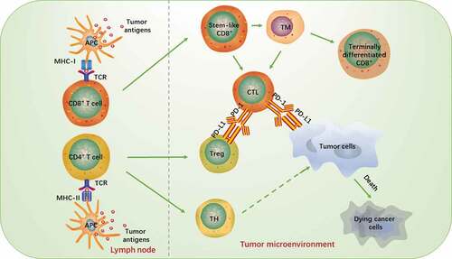 Figure 1. Interacti of T cells and tumor cells in tumor microenvironment