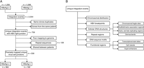 Fig. 2 Analysis workflow.Flowcharts describing the analysis workflow to identify unique virus-cell junctions in HBeAg-positive and HBeAg-negative patients (a), and integration in the proximity of various cellular genomic features, including structural and functional regions (b)