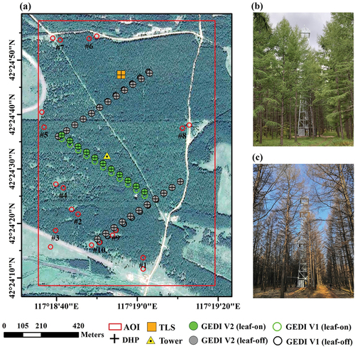 Figure 2. The location of the study area. The left panel (a) shows the locations of all measurements and the GEDI footprints (Background Google Earth Image obtained by CNES/Airbus on June 29, 2018). The right panel shows two field pictures taken near a measurement tower (42°24′N, 117°18′E, yellow triangle in (a) during (b) leaf-on (September 6, 2020) and (c) leaf-off (April 24, 2021) seasons, respectively.