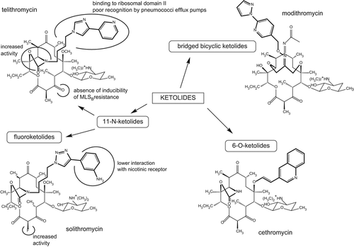 Figure 2. Chemical structure of ketolides in development as compared to telithromycin. Major changes are highlighted together with their main consequences for activity or pharmacokinetics. The structure of EDP-322 having not yet been released, modithromycin is presented as an exemplative typical bridged bicyclic ketolide.