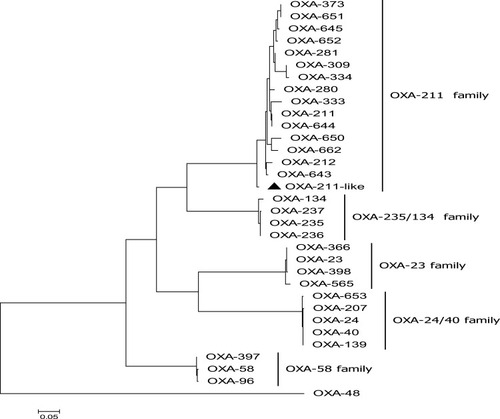 Figure 1 Molecular phylogenetic analysis by maximum likelihood method with 1000 bootstraps of OXA-211 like (a novel variant of OXA-211 family) with the six Class D β-lactamases (CHDLs) OXA family (OXA-23, OXA-24/40, OXA-235/134, OXA-58, OXA-48, OXA-211) representative sequences retrieved from GenBank database. The black triangle was indicated the gene which was found in this study.