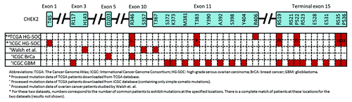 Figure 5. Locations of CHEK2 mutations on the expected amino acid residues for various cancers and data sets. The CHEK2 isoform A (NM_007194) is used as the reference isoform. Red boxes indicate the location of mutations.