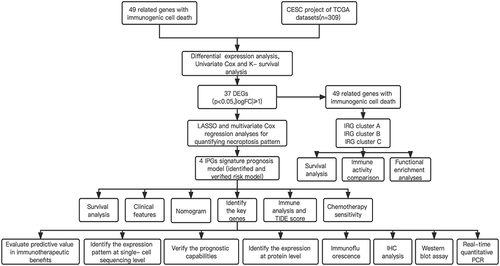 Figure 1 Flow chart of this study.