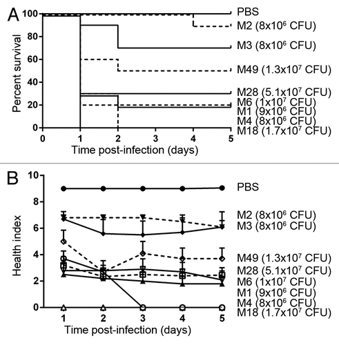 Figure 7. Different M-types of GAS are able to infect wax worms to different degrees. (A) Kaplan-Meier survival curves of wax worms over 5 d post-infection with ~1 × 107 CFU GAS. (B) Mean ± SEM health index scores of wax worms over 5 d post-infection with ~1 × 107 CFU GAS.