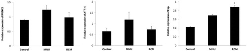 Figure 5. Expression of RUNX2, ATF4, and Esp in the prostate gland was determined by using semi-quantitative RT-PCR. The level of two transcription factors was higher in the MNU group. Expression of Esp significantly increased in the MNU and RCM groups. Results are expressed as mean ± SD. *p < 0.05, significantly different from the control group. SD, standard deviation; ATF, activating transcription factor; Esp, embryonic stem cell phosphatase; MNU, N-methyl-N-nitrosourea; RCM, Rubus coreanus Miquel; RT-PCR, reverse-transcription polymerase chain reaction; RUNX, Runt-related transcription factor 2.