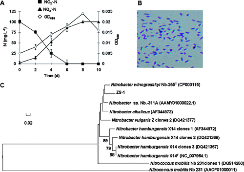 Figure 1. Bacterial strain ZS-1 with high nitrite oxidation rate. Oxidization of by ZS-1 (A); concentration of nitrite-N (▪) and nitrate-N (▴); OD600 (◊). Light microscopic photograph of ZS-1 (B); ×1000 magnification; dyed with crystal violet. Phylogenetic tree (C) generated based on the partial sequence of the nxrA gene of ZS-1; neighbour-joining algorithm; nodes supported by bootstrap values (only values >60 are shown); scale bar, 2% sequence divergence.