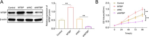 Figure 2. MTBP enhanced the proliferation of colon cancer cells. (A) The expression of MTBP in MTBP overexpression or knockdown SW620 cells was detected with the western blotting. (B) The proliferation of MTBP overexpression or knockdown SW620 cells was determined with the CCK-8. **p < 0.01.