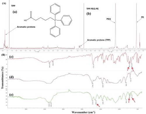 Figure 1 Synthesis of characterization of TPP-PEG-PE copolymer. (A) The 1H NMR spectrum of (a) TPP and (b) TPP-PEG-PE copolymer. (B) FT-IR analysis of (c) TPP, (d) NH2-PEG-PE, and (e) TPP-PEG-PE. The red arrows point out the typical functional groups of above-mentioned three compounds, TPP-PEG-PE is synthesized from the combination of TPP and NH2-PEG-PE with the amide-bond. The peaks of 755.10−1 cm, 690.84 cm−1, 755.81 cm−1 and 690.03−1indictaed by the red arrowsrepresent the aromatic ring characteristic peaks of TPP and the TPP-PEG-PE, respectiveley. The peaks of 1652.82 cm−1indicated by the red arrows represents the amide-bond at the spectra of TPP-PEG-PE.