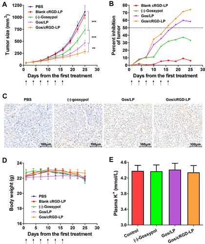 Figure 9 (A) In vivo tumor growth curves. PC-3 tumor-bearing nude mice were given PBS (i.v., blank control), blank cRGD-LP (i.v., vehicle control), free (-)-gossypol (P.O., 15 mg/kg), Gos/LP (i.v., 15 mg (-)-gossypol/kg), or Gos/cRGD-LP (i.v., 15 mg (-)-gossypol/kg). The arrows indicate the treatment time points. Data are shown as mean ± SEM (n = 8). On day 25, **P < 0.01 (Gos/cRGD-LP vs Gos/LP) and ***P < 0.001 [Gos/LP vs (-)-gossypol; and (-)-gossypol vs PBS]. (B) Changes in the tumor growth inhibition rate (IR) of each group as compared with the PBS group. The IR was over 50% for Gos/cRGD-LP group after day 16, and for Gos/LP group after day 19. (C) Pathological section images of the tumor tissues from different groups. The blue stains indicated the normal tumor cells. The brown stains indicated the apoptotic body or apoptotic nucleus. (D) Changes in the body weight of each group. Data are shown as mean ± SEM (n = 8). No significant change has been observed in the body weight of each group during the experiment. (E) The plasma potassium (K+) levels of mice after different treatments. Data are shown as mean ± SD (n = 8). Nude mice were given free (-)-gossypol (P.O., 15 mg/kg), Gos/LP (i.v., 15 mg (-)-gossypol/kg), or Gos/cRGD-LP (i.v., 15 mg (-)-gossypol/kg), once every three days, for 6 times in total. The plasma K+ levels of the mice were tested on the day after the last treatment.