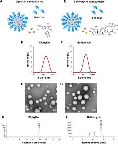 Figure 1 Characterization of drug-loaded nanoparticles.Notes: Illustrations of (A) diphyllin-loaded PEG-PLGA nanoparticles and (E) bafilomycin-loaded PEG-PLGA nanoparticles. Size measurements of (B) diphyllin nanoparticle and (F) bafilomycin nanoparticles were obtained by DLS. (C) Diphyllin nanoparticles and (G) bafilomycin nanoparticles were visualized under TEM following negative staining with uranyl acetate. Scale bars = 100 nm. Encapsulation of (D) diphyllin and (H) bafilomycin were confirmed by HPLC.Abbreviations: PEG-PLGA, poly(ethyleneglycol)-block-poly(lactide-co-glycolide); DLS, dynamic light scattering; TEM, transmission electron microscopy; HPLC, high-performance liquid chromatography.