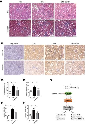 Figure 2 Caspase-3 inhibition protects against renal injury in diabetic mice. Kidney slides stained with hematoxylin-eosin solution to assess glomerular mesangial expansion and tubular injury (A), and semi-quantify tubulointerstitial injury (C). Slides underwent Masson trichrome staining for the evaluation of tubulointerstitial fibrosis (A). Graph summarizing results of determining the area of blue staining (D). (B) Representative images of immunohistochemistry stained with anti-GSDME and anti-collagen I antibodies. (Negative control included, using a nonspecific primary antibody; Neg. control). Graphs summarizing data of integrated optical density (IOD) of positive GSDME (E) and collagen I (F) staining. (G) Schematic representation showing that caspase-3 inhibition by Z-DEVD-FMK plays an important role in protecting mice from DN possibly via regulating GSDME cleavage. Scale bar=100 μm. Data are represented as means ± SEM. n=5–7. *p < 0.05, **p < 0.01, ***p < 0.001.Abbreviations: Ctrl, control; DM, diabetic mice; DEVD, Z-DEVD-FMK; AU, arbitrary units.