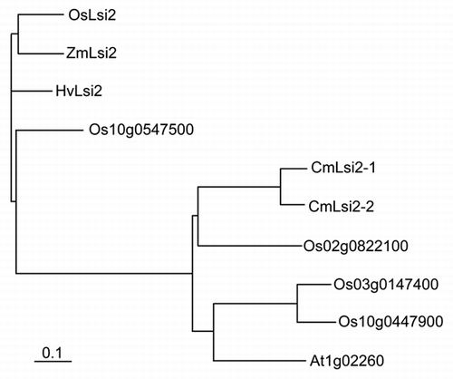 Figure 2 Phylogenetic tree of Si efflux transporter gene homologs in pumpkin (Cm−), rice (Os−), maize (Zm−), barley (Hv−) and Arabidopsis (At−). The 0.1 scale shows substitution distance.
