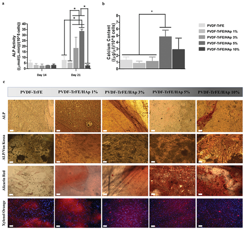 Figure 7. ALP activity (a) of MSCs seeded on PVDF-TrFE-based fibers after 14 and 21 days of osteogenic differentiation. Calcium content (b) secreted by MSCs cultured on PVDF-TrFE-based fibers after 21 days of osteogenic differentiation. ALP, ALP/Von Kossa, Alizarin Red and Xylenol Orange stainings (c) of hBM-MSCs differentiated on as-spun PVDF-TrFE and PVDF-TrFE/HAp piezoelectric scaffolds for 21 days. ALP staining stains ALP molecules red, while Von Kossa stains calcium deposits black. Alizarin Red stains calcium deposits red. Xylenol Orange fluorescent staining indicates the presence of calcium deposits in red. DAPI stains cell nuclei blue. Scale bar: 100 μm. Three different samples (n=3) were used in the analysis presented in (a) and (b); *p < 0.05.