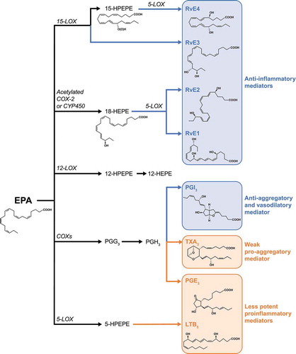 Figure 2. Bioactive Metabolites of EPA