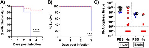 Figure 3. The appearance of clinical signs of disease (A) and survival rates (B) after RVFV 35/74 infection until 3 dpi was plotted for mice that received serum from mock-vaccinated (blue line) or hRVFV-4s-vaccinated (red dashed line) donor mice. The data corresponds to 16 mice per group until 3 dpi. For 4 and 5 dpi, n = 1 for PBS serum recipients and n = 8 for hRVFV-4s serum recipients ***p < 0.001 and ****p < 0.0001 (C) Viral RNA copies are depicted per gram tissue detected in liver and brain of mock-vaccinated (circles) or hRVFV-4s-vaccinated (squares) serum recipients following RVFV 35/74 challenge. Filled symbols represent mice that were sacrificed either without or with less severe symptoms.