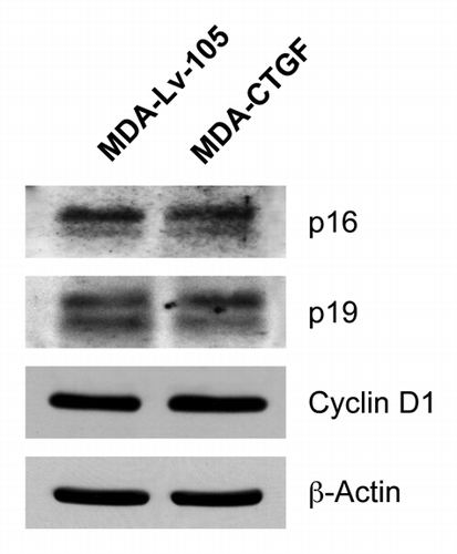 Figure 9. Overexpression of CTGF in MDA-MB-231 does not induce senescence. Protein lysates from Lv-105 and CTGF-MDA-MB-231 cells were analyzed by immunoblotting with antibodies against cell cycle proteins. No differences in p16, p19 and cyclin D1 expression levels were detected, while p21 was undetectable. β-actin was used as control for equal loading.