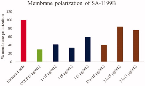 Figure 5. Membrane polarisation assays of compounds 1 and 37a against SA-1199B at three different concentrations (1, 5 and 10 µg/mL) using the BacLight Bacterial Membrane Potential Kit. CCCP was used as positive control at 1 µg/mL (5 µM). % of membrane polarisation was calculated from the red/green fluorescence ratio by comparing bacterial cells in the presence of compounds with untreated cells.