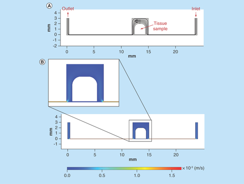 Figure 5.  Computer simulation of fluid flow and velocity field in the microfluidic culture device.(A) Streamlines and velocity vectors of laminar fluid flow in the device. Labels show inlet, outlet and tissue sample location. (B) Velocity magnitude of the flow within the device. Color legend explains value of the velocity along the channel and the treatment chamber (m/s); thus, the maximum of the velocity equals 1.5 × 10-3 m/s or 1.5 mm/s.