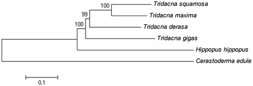Figure 1. Neighbor-joining phylogenetic tree of Tridacna gigas and five other closely related species based on the complete mitochondrial genomes. GenBank accession numbers: Cerastoderma edule (MF374632); Hippopus hippopus (MG722975); Tridacna derasa (MG755811); Tridacna maxima (MK105973); Tridacna squamosa (KP205428).